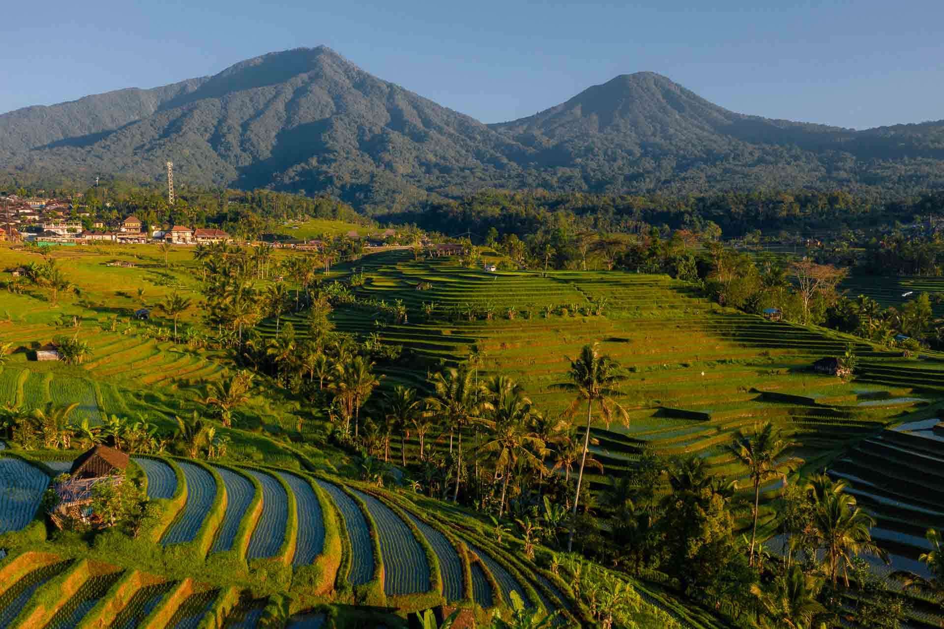 Jatiluwih Rice Terrace